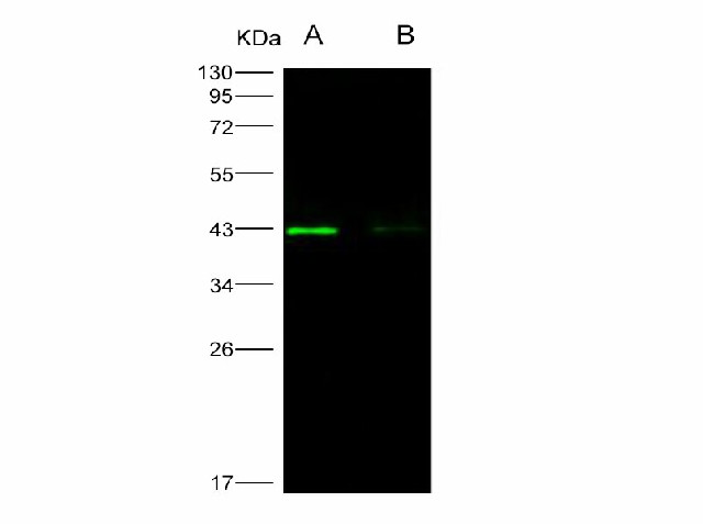 Western Blot analysis of Recombinant WNV (lineage 1, strain NY99) E / Envelope Protein (Domain III, His Tag)(PKSV030260 with 50ng and 10ng) using Anti-West Nile Virus(WNV)(lineage 1, strain NY99) E/Envelope Polyclonal Antibody at dilution of 1:1000.