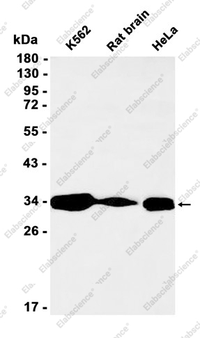 Recombinant MDH2 Monoclonal Antibody - 1