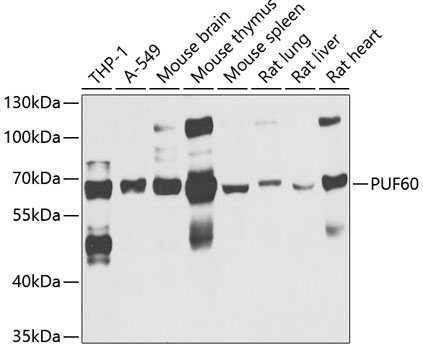 Western blot analysis of extracts of various cell lines using PUF60 Polyclonal Antibody at 1:1000 dilution.