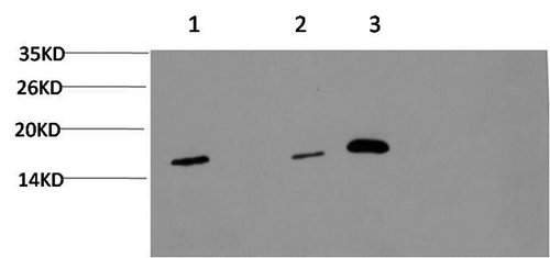 Western Blot analysis of 1) Hela, 2) 3T3, 3) Rat brain using MAP1LC3A Monoclonal Antibody at dilution of 1:1000.