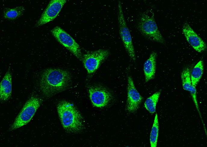 Recombinant LRPAP1 Monoclonal Antibody - small - 5
