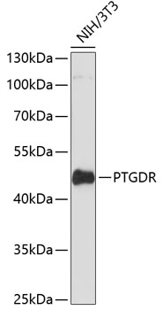 Western blot analysis of extracts of NIH/3T3 cells using PTGDR Polyclonal Antibody at dilution of 1:3000.