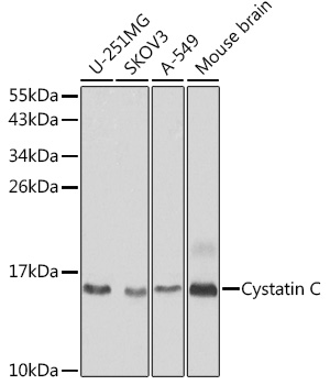 Western blot analysis of extracts of various cell lines using Cystatin C Polyclonal Antibody at 1:1000 dilution.