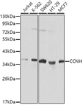 Western blot analysis of extracts of various cell lines using CCNH Polyclonal Antibody.