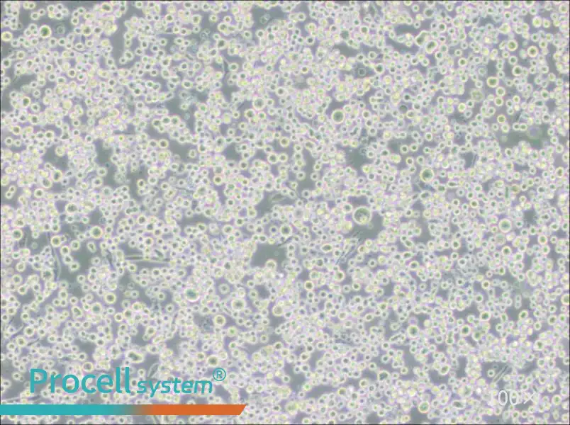 MEG-01 Cell Complete Medium - 1