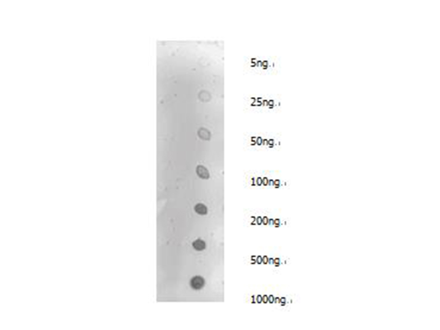 Dot blotting analysis of anti-Dimethyl-Lysine polyclonal antibody on unmodified BSA and dimethyl BSA at dilution of 1:2000.