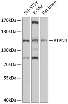 Western blot analysis of extracts of various cell lines using PTPN4 Polyclonal Antibody at 1:1000 dilution.