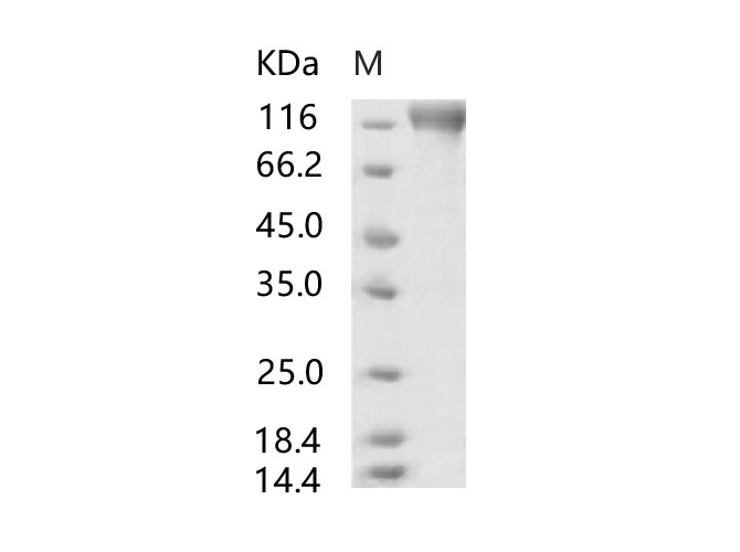 Immobilized human ACE2 protein (His tag) at 2 ug/mL (100 uL/well) can bind Recombinant SARS-CoV S1 Protein (mFc Tag)(Active) (PKSV030107), the EC50 of PKSV030107 is 50-120 ng/mL.