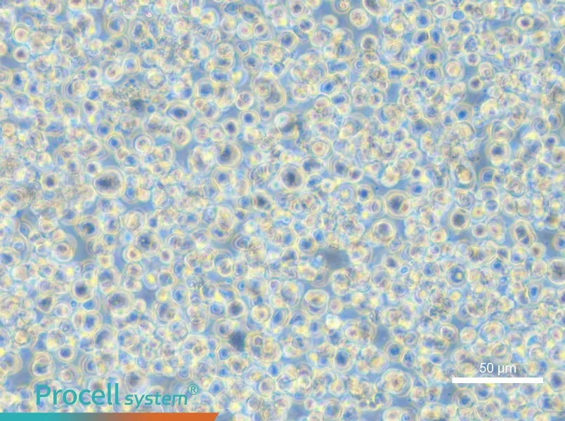 SET-2 Cell Complete Medium - 4