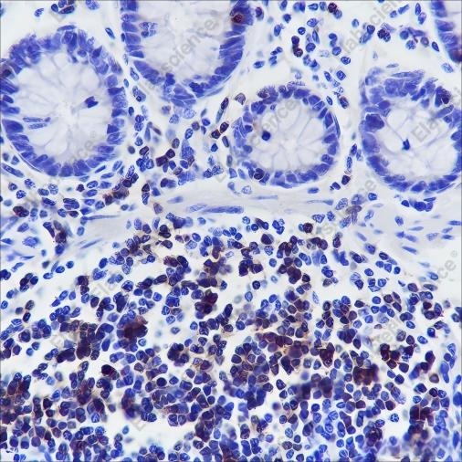 Recombinant CD3G Monoclonal Antibody - 3