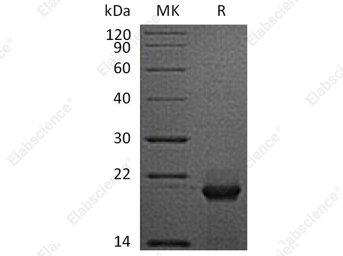Recombinant Human FTH Protein - 1