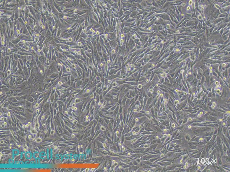 A101D Cell Complete Medium - 1