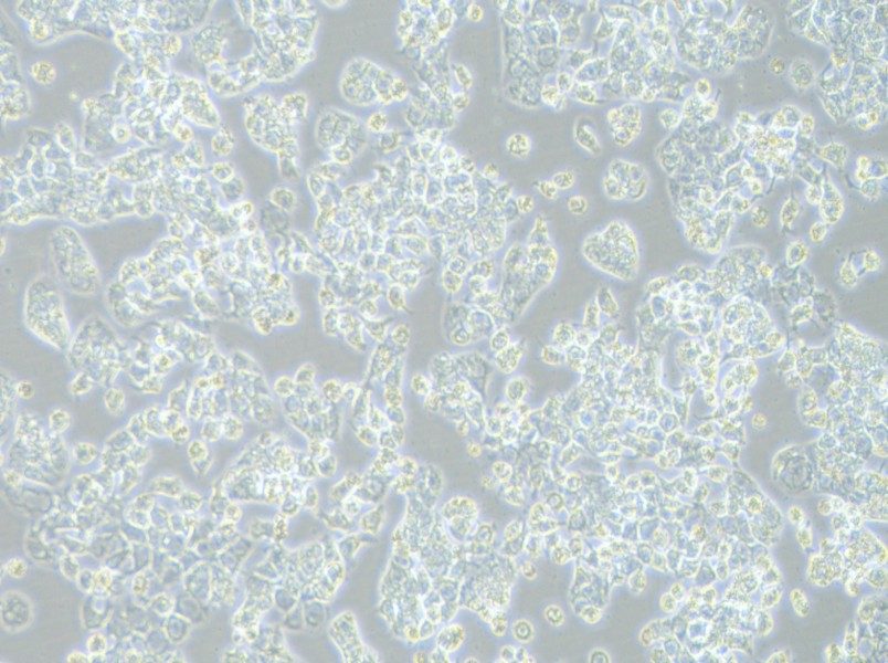 HCC1569 Cell Complete Medium-searchlist-1