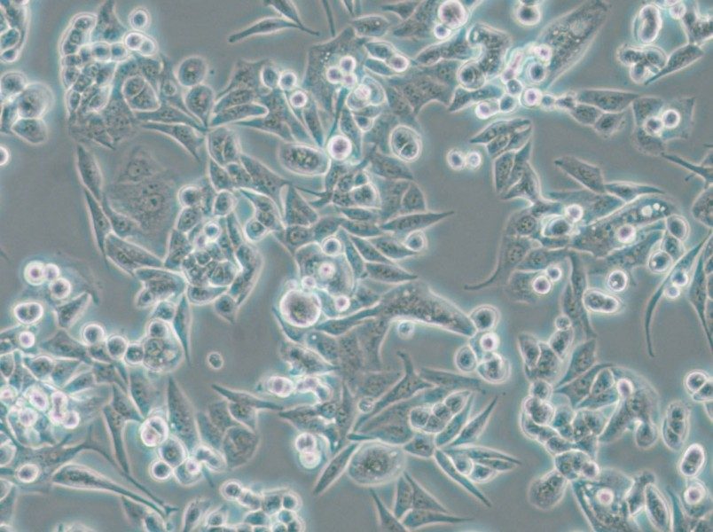 SUIT-2 Cell Complete Medium - small - 5