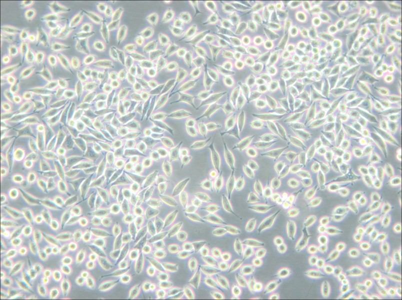 A9 Cell Complete Medium - 5