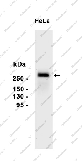 Recombinant CHD3 Monoclonal Antibody - 1
