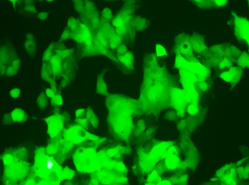 HeP G2-LUC-EGFP Cell Complete Medium - 6
