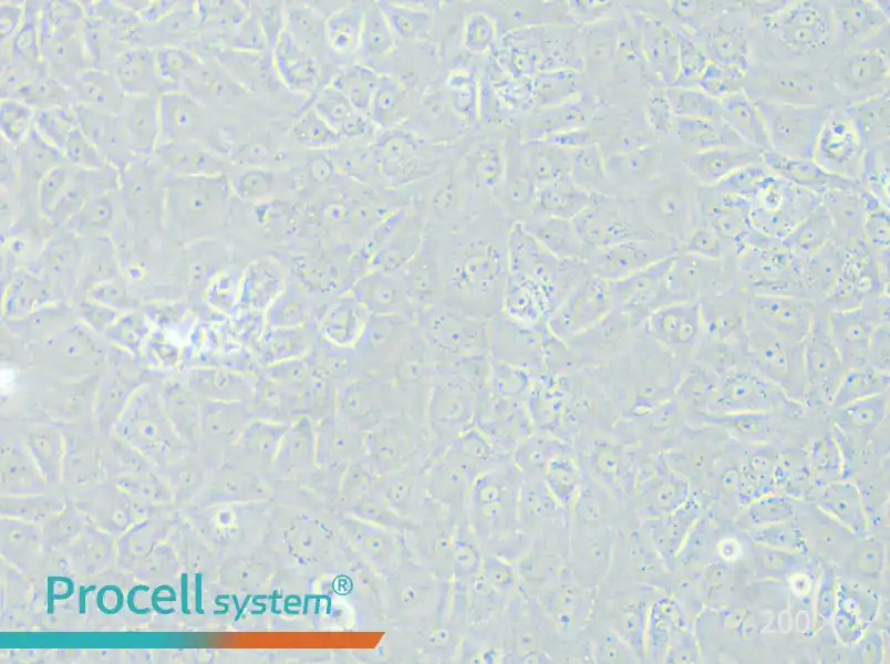 BRL 3A Cell Complete Medium - small - 6