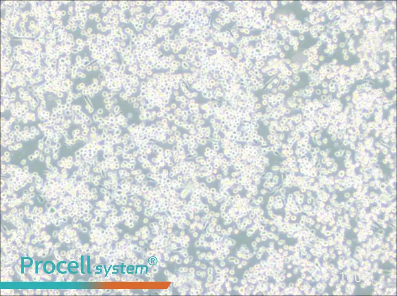 M-07e Cell Complete Medium - 1