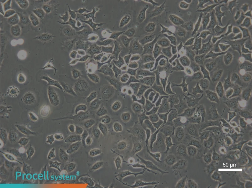 NP69SV40T Cell Complete Medium - small - 5