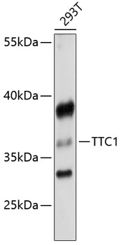 Western blot analysis of extracts of 293T cells using TTC1 Polyclonal Antibody at 1:3000 dilution.