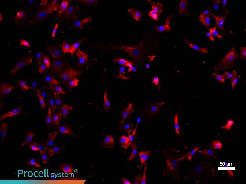 Rat Chondrocyte Complete Medium - 1