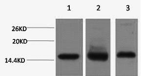 Western Blot analysis of 1) Hela, 2) RAW264.7, 3) Rat testis using Histone H3 Monoclonal Antibody at dilution of 1:1000.