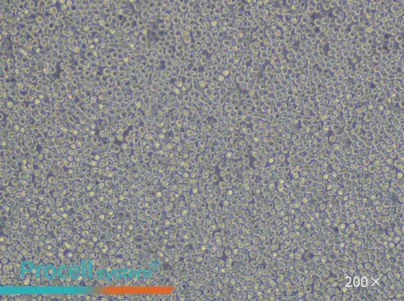 NFS-60 Cell Complete Medium - small - 4