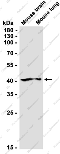 Recombinant MEK2 Monoclonal Antibody - 1