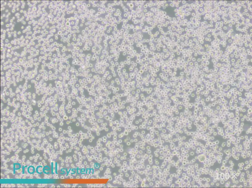 DB Cell Complete Medium - 3