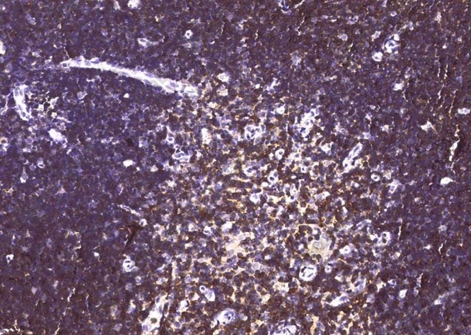 CD6/Cluster of Differentiation 6 Monoclonal Antibody - 1