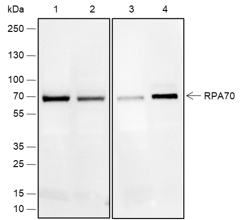 Recombinant RPA70 Monoclonal Antibody-searchlist-1