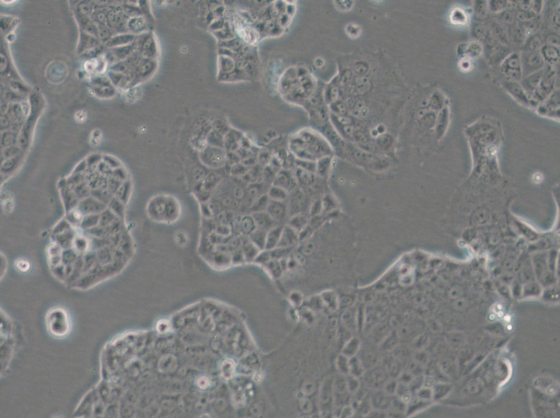 EFM-19 Cell Complete Medium - small - 4