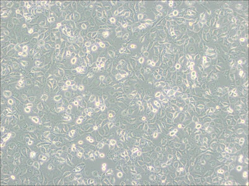 LLC-MK2 Cell Complete Medium-searchlist-1