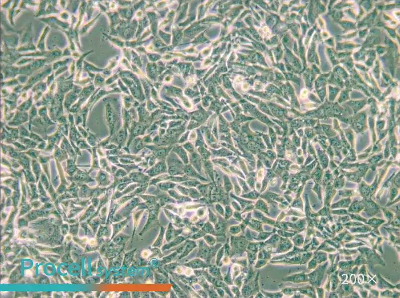 SUM159PT Cell Complete Medium - 6