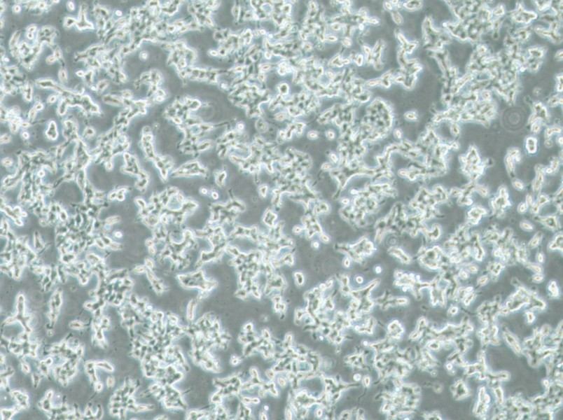 DMS 53 Cell Complete MediumDMS 53 Cell Complete Medium - 3