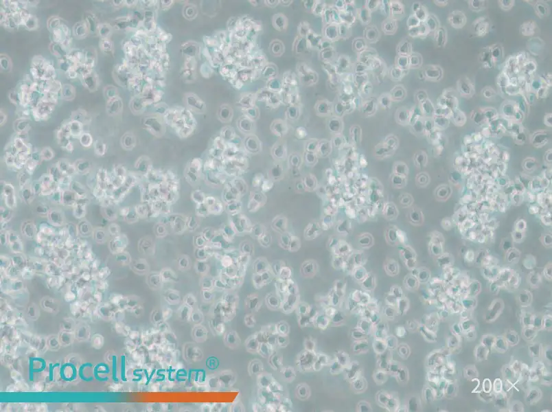 TK6 Cell Complete Medium - 5