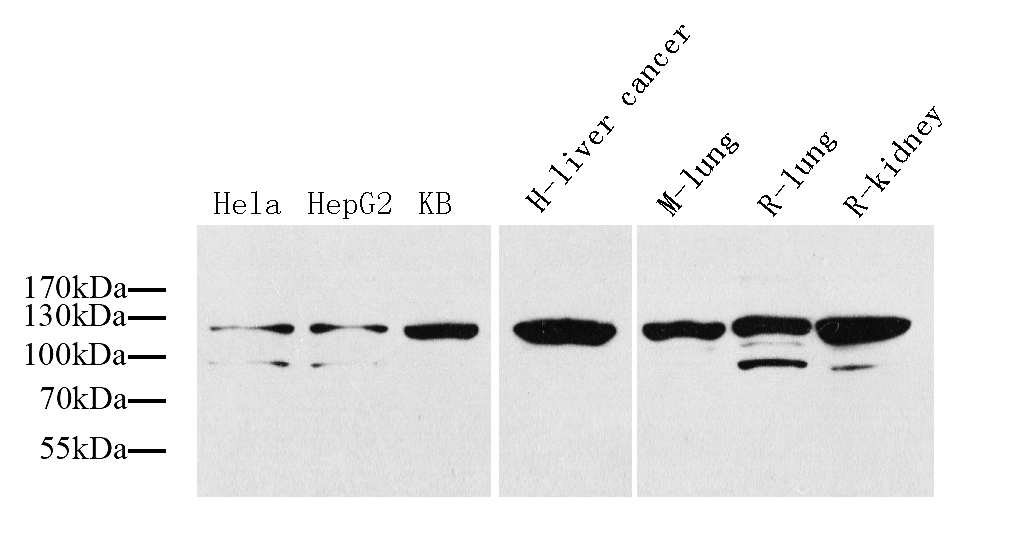 Western Blot analysis of various samples using COL1A1 Polyclonal Antibody at dilution of 1:1000.