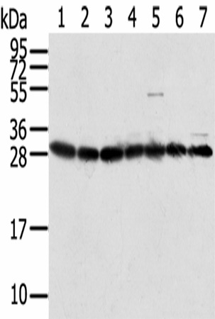 Western Blot analysis of HepG2, Jurkat, Hela, Raji, RAW264.7, A549 and 293T cells using RPS3 Polyclonal Antibody at dilution of 1/350