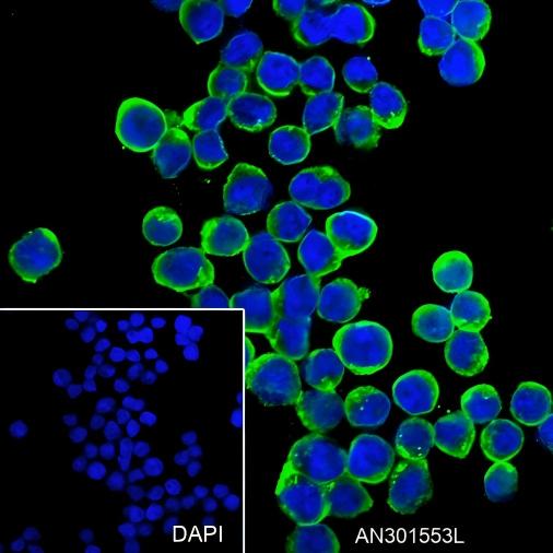 Recombinant HLA-DRB1 Monoclonal Antibody - small - 3