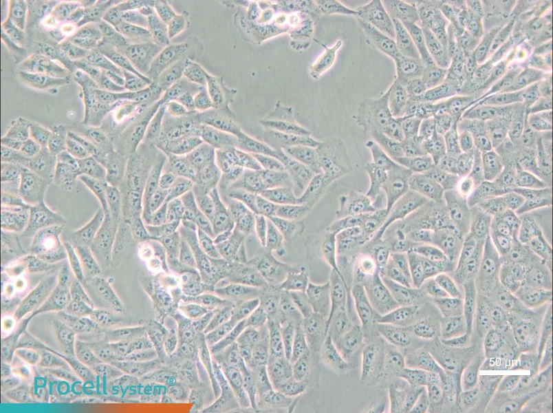 MNNG/HOS Cl #5 [R-1059-D] Cell Complete MediumMNNG/HOS Cl #5 [R-1059-D] Cell Complete Medium - 4