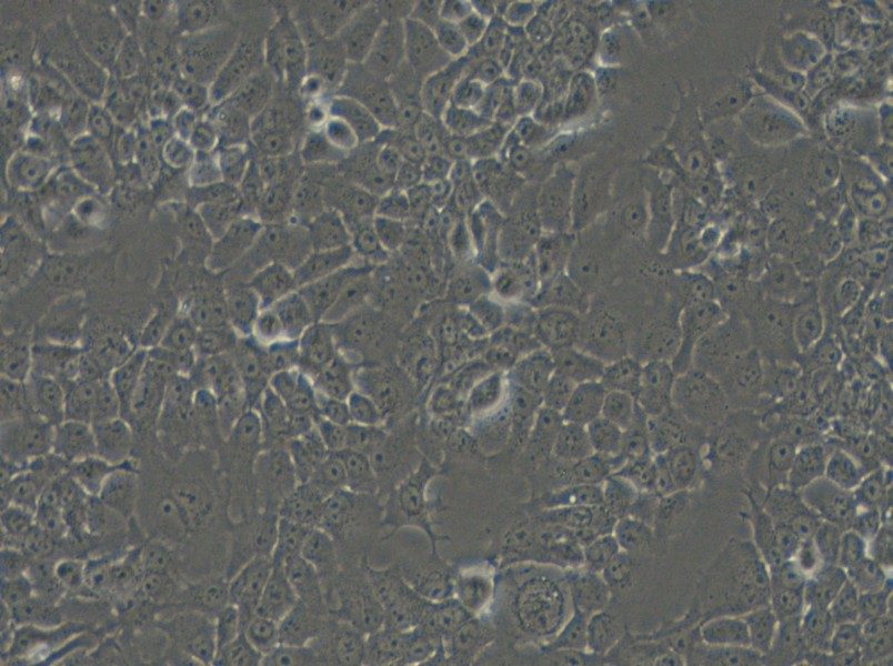 FaDu Cell Complete Medium - 6