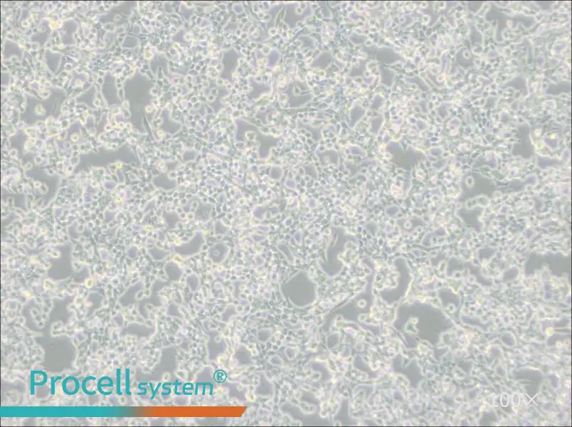 293E Cell Complete Medium - 1