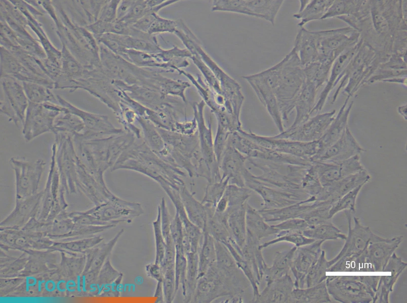 Rat Periodontal Ligament Stem Cell Complete Medium - small - 6