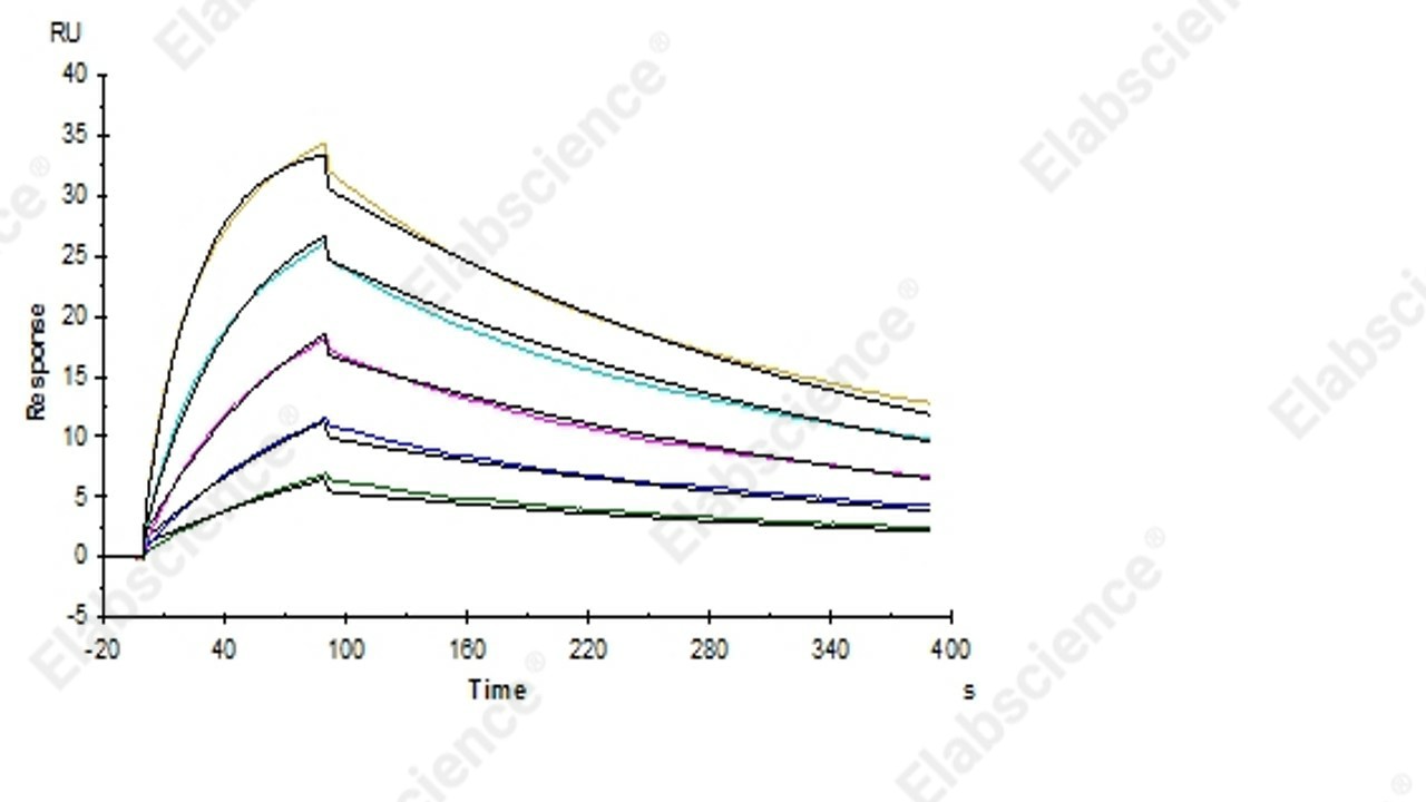 Recombinant Human PD-1/PDCD1 Protein (His Tag) - 3