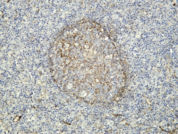 Recombinant CD73 Monoclonal Antibody - 1