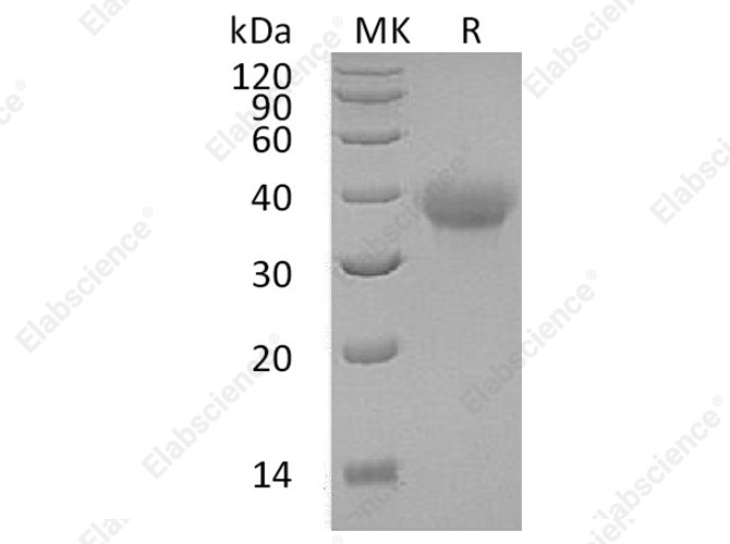 Recombinant Human OX40/TNFRSF4 Protein (His Tag) - 1