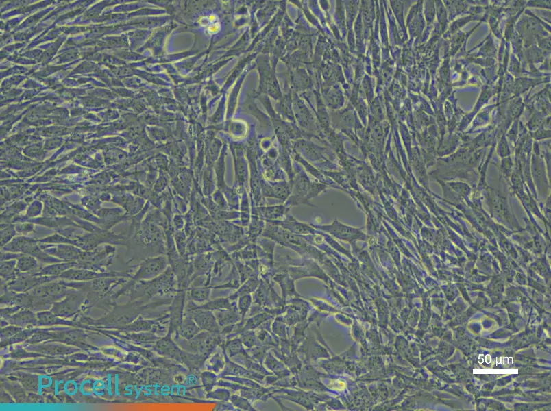 Mouse Endosteal Mesenchymal Stem Cell Complete Medium - 4