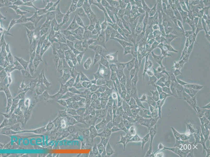 ATDC-5 Cell Complete Medium - 6
