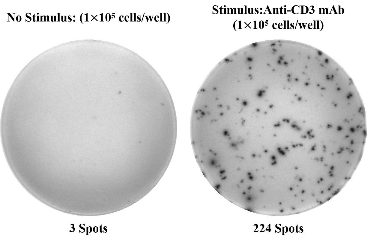Human TNF-α (Tumor Necrosis Factor Alpha) ELISPOT Kit-产品推荐-1